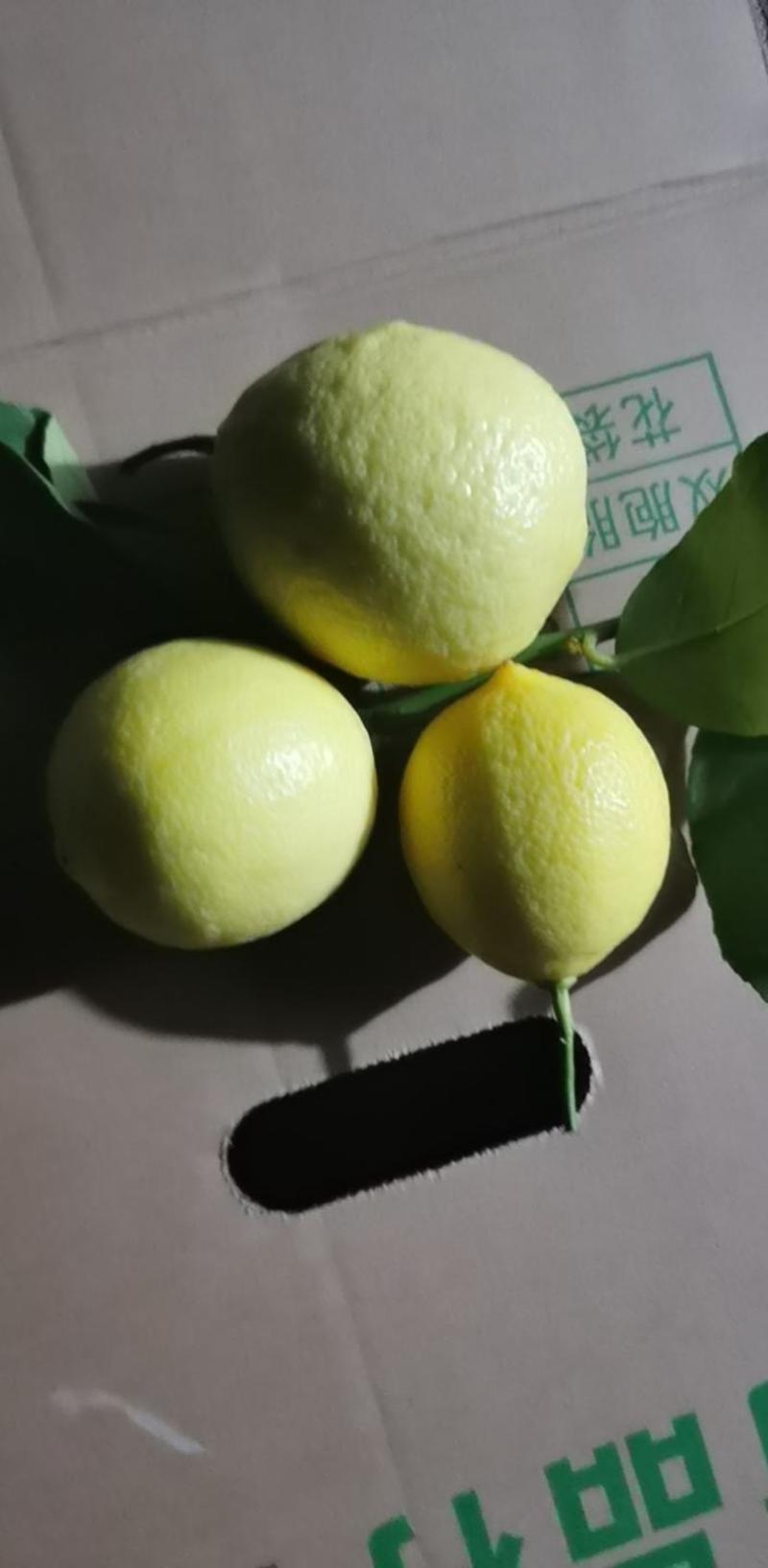 柠檬尤力克柠檬四川柠檬产地直供一条龙服务