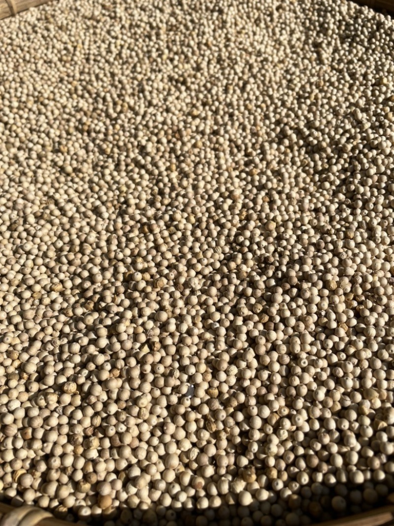 鲜胡椒，白胡椒
