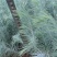 雪松树苗圣诞树香柏宝塔松植物常绿四季常青行道树庭院别墅