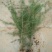 雪松树苗圣诞树香柏宝塔松植物常绿四季常青行道树庭院别墅