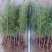 雪松树苗圣诞树香柏宝塔松植物常绿四季常青行道树庭院别墅
