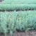 雪松树苗圣诞树香柏宝塔松植物常绿四季常青行道树庭院别墅