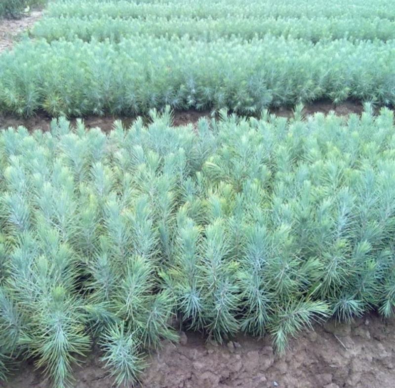雪松树苗圣诞树香柏宝塔松植物常绿四季常青行道树庭院别墅