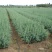 雪松树苗圣诞树香柏宝塔松植物常绿四季常青行道树庭院别墅