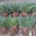 雪松树苗圣诞树香柏宝塔松植物常绿四季常青行道树庭院别墅