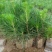 雪松树苗圣诞树香柏宝塔松植物常绿四季常青行道树庭院别墅