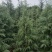 雪松树苗圣诞树香柏宝塔松植物常绿四季常青行道树庭院别墅