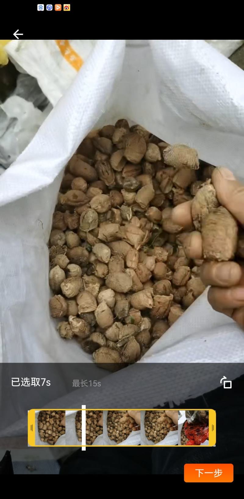 桑螵蛸