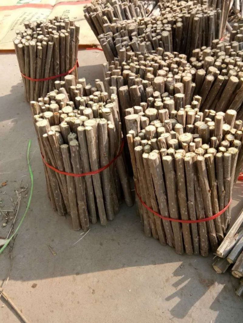 白杨树苗白杨树杨树苗河堤道路绿化苗占地拆迁绿化苗
