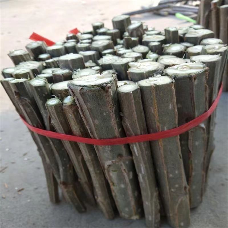 白杨树苗白杨树杨树苗河堤道路绿化苗占地拆迁绿化苗