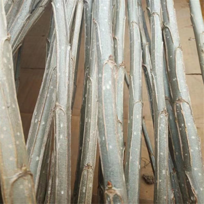 白杨树苗白杨树杨树苗河堤道路绿化苗占地拆迁绿化苗