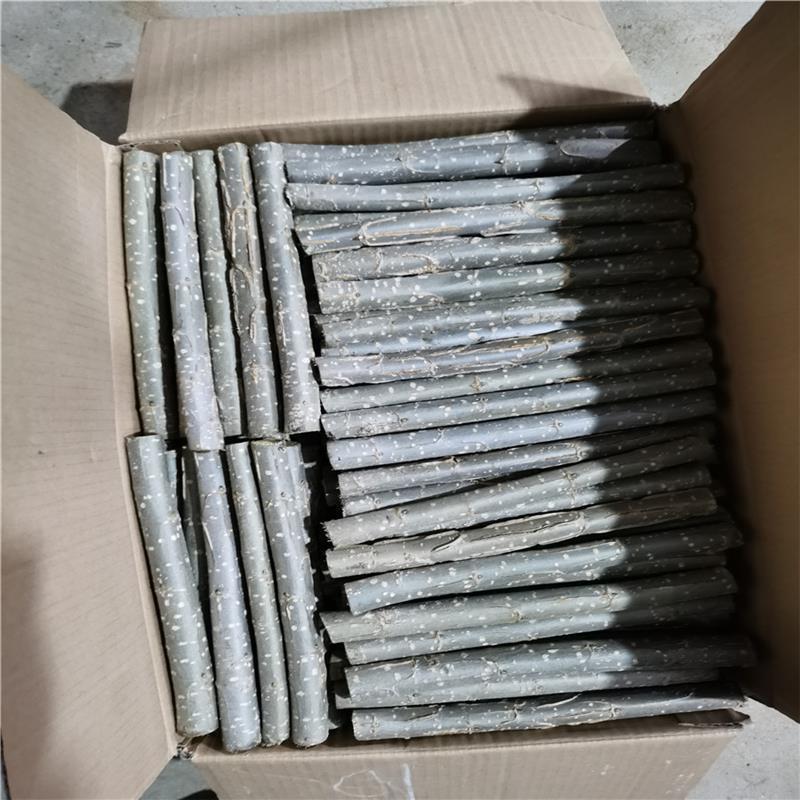 白杨树苗白杨树杨树苗河堤道路绿化苗占地拆迁绿化苗