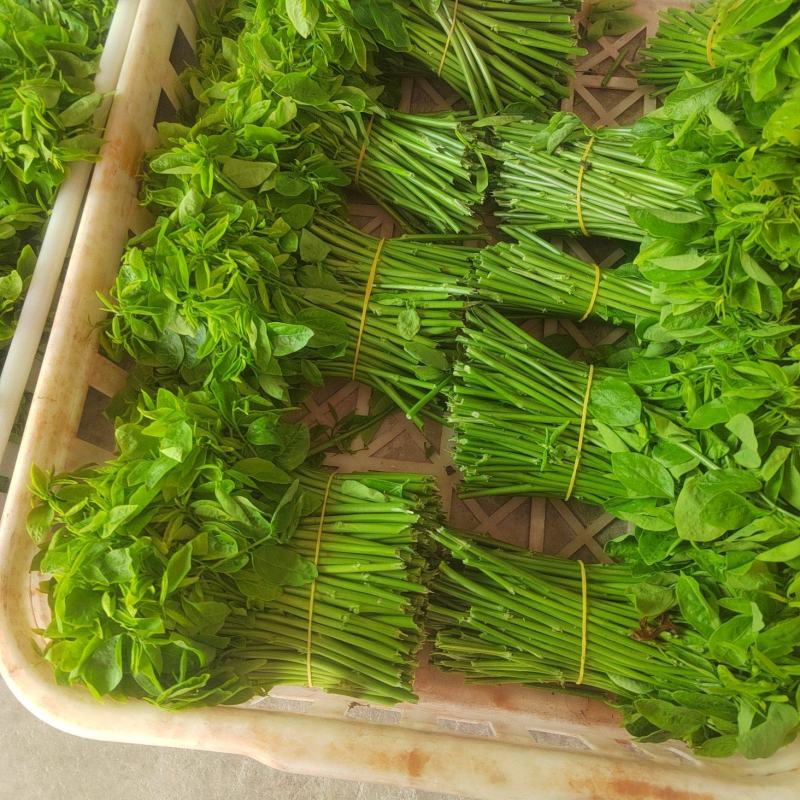 益肝菜（海南野菜）树仔菜五指山野菜全国发货