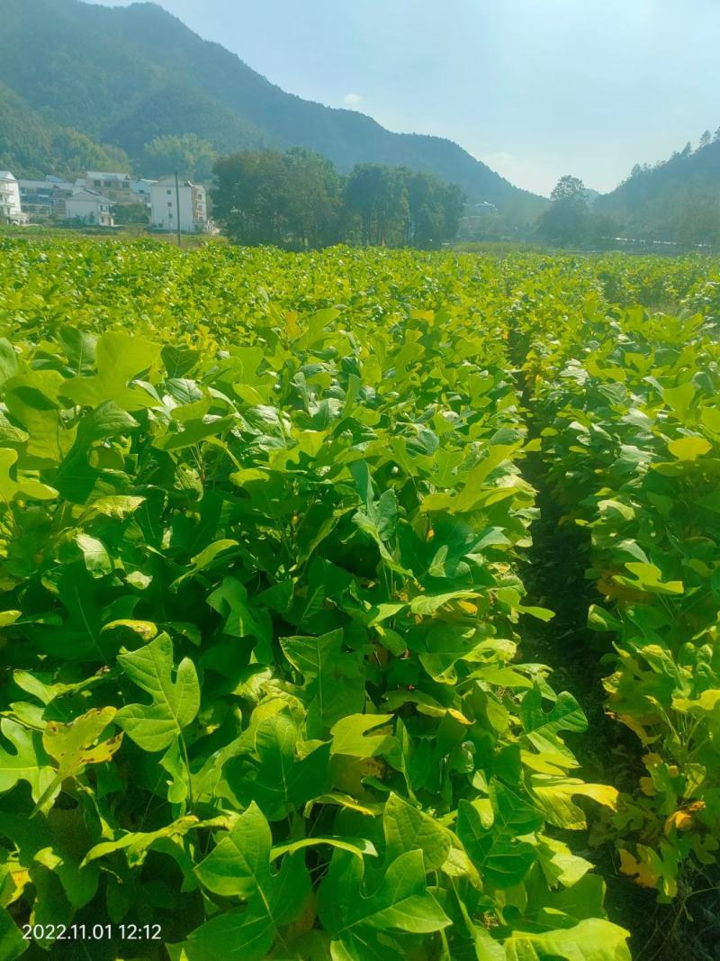 马褂木小苗，鹅掌楸小苗，1年生马褂木小苗，杂交马褂木