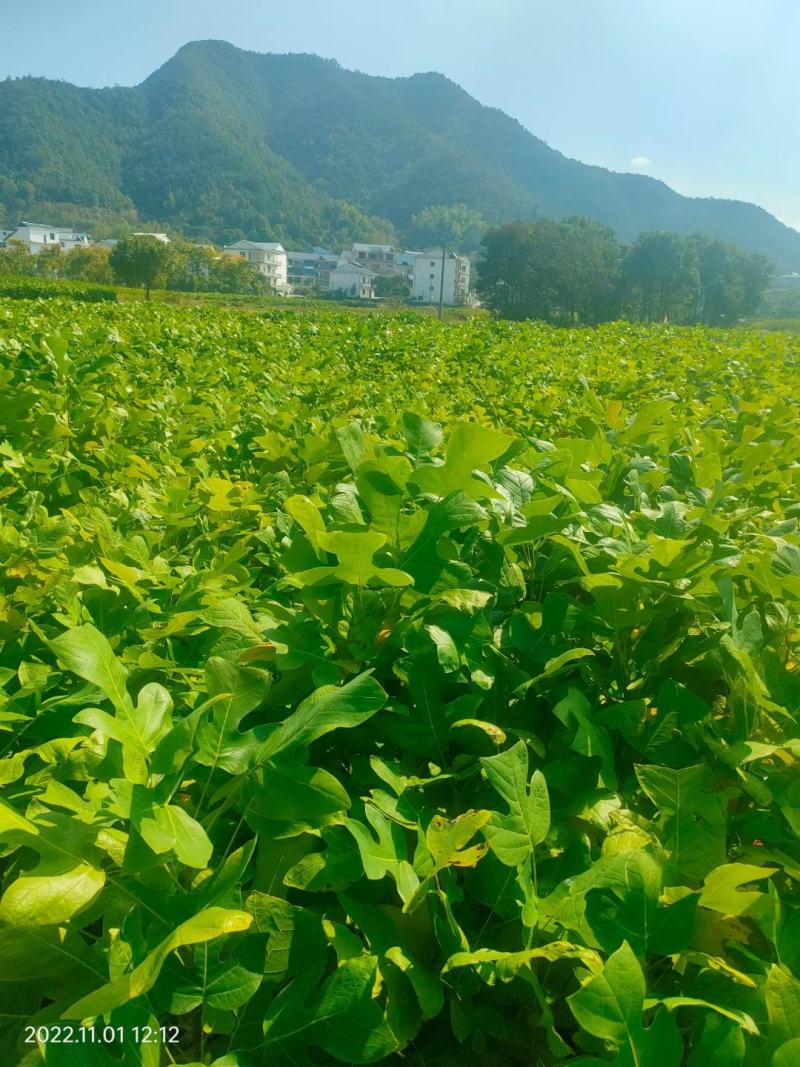 马褂木小苗，鹅掌楸小苗，1年生马褂木小苗，杂交马褂木