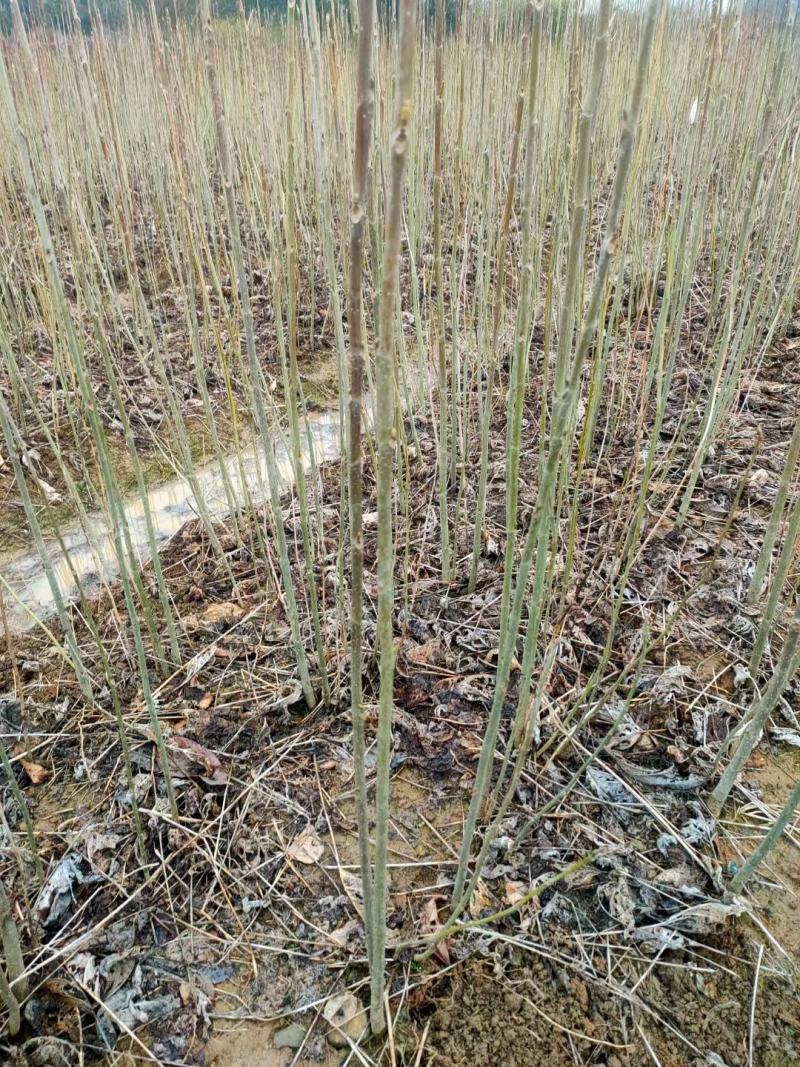 马褂木小苗，鹅掌楸小苗，1年生马褂木小苗，杂交马褂木