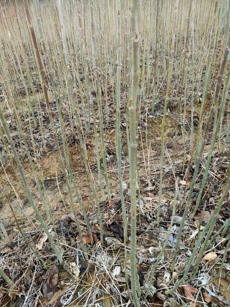 马褂木小苗，鹅掌楸小苗，1年生马褂木小苗，杂交马褂木