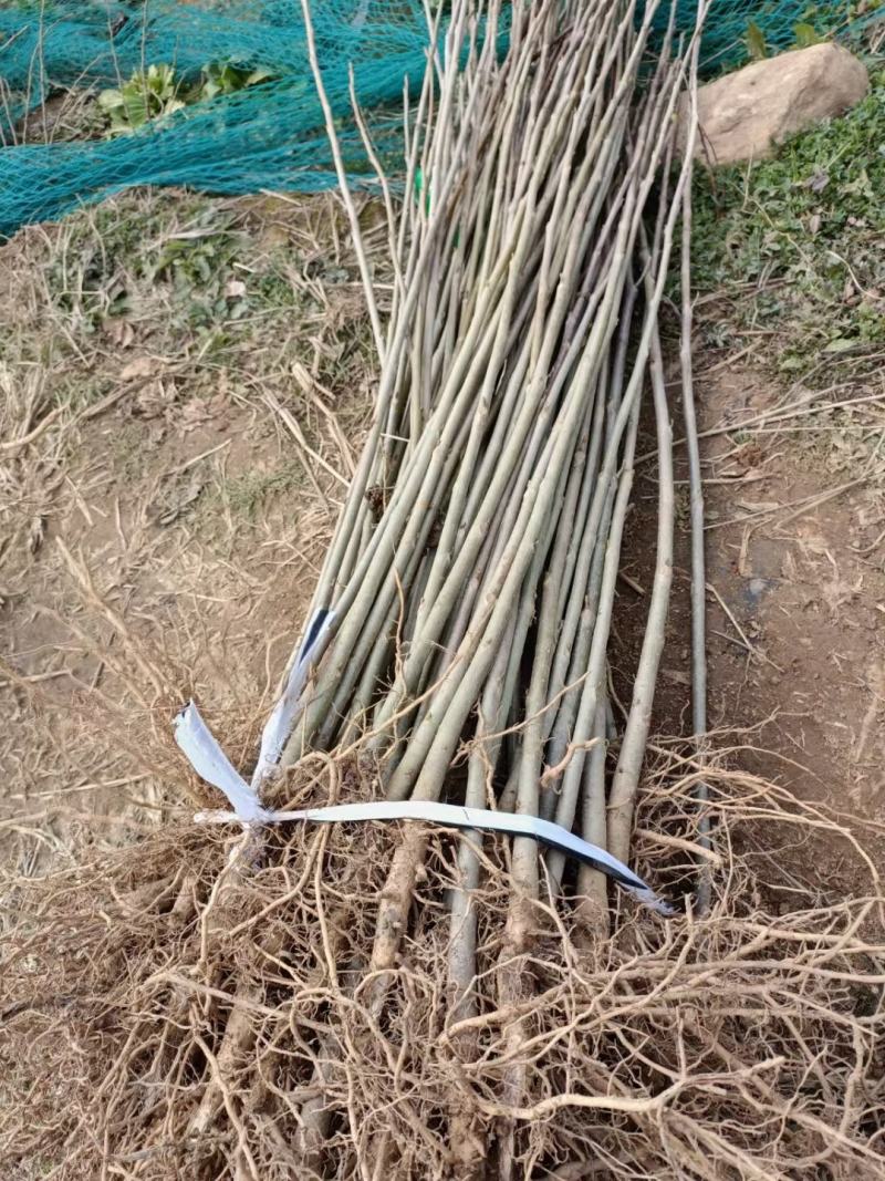 马褂木小苗，鹅掌楸小苗，1年生马褂木小苗，杂交马褂木