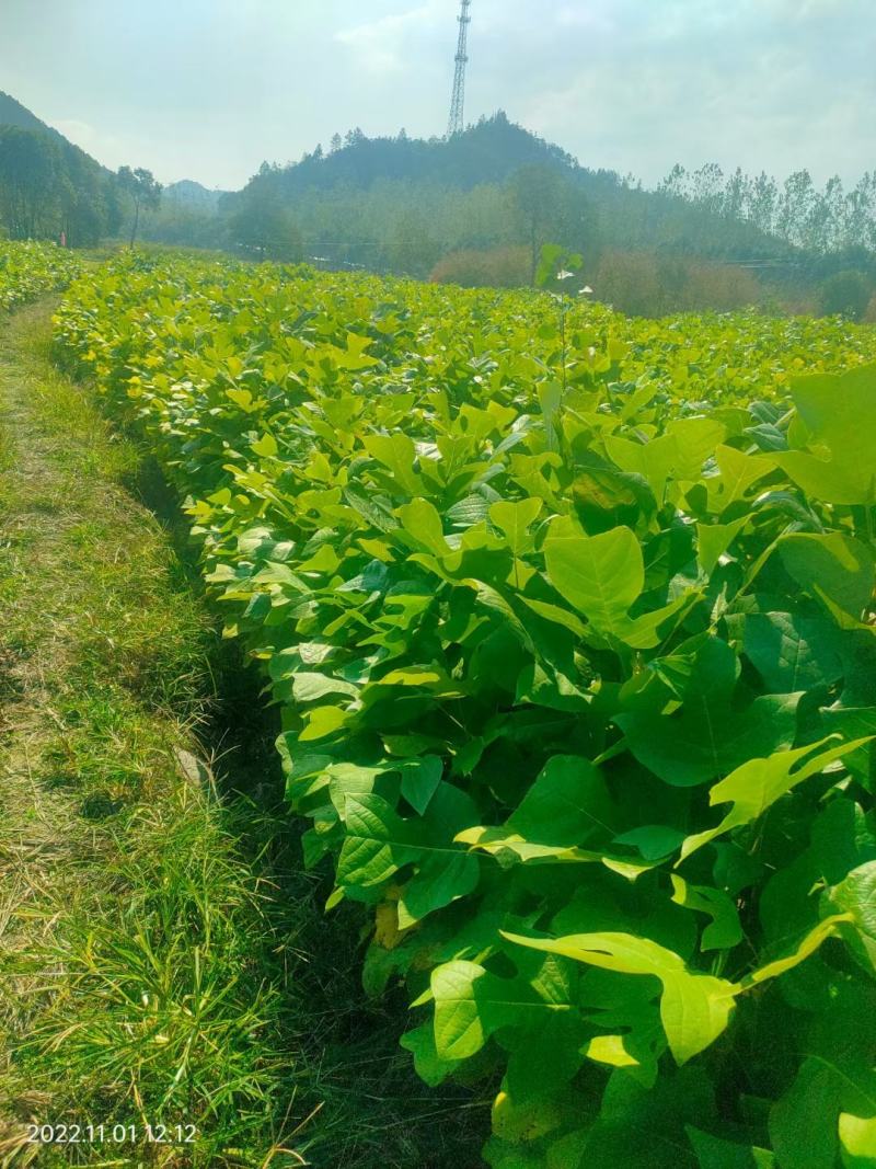 马褂木小苗，鹅掌楸小苗，1年生马褂木小苗，杂交马褂木