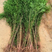 【水生植物池杉苗】耐水性强耐寒植物洼地积水地河边绿化