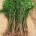 【水生植物池杉苗】耐水性强耐寒植物洼地积水地河边绿化
