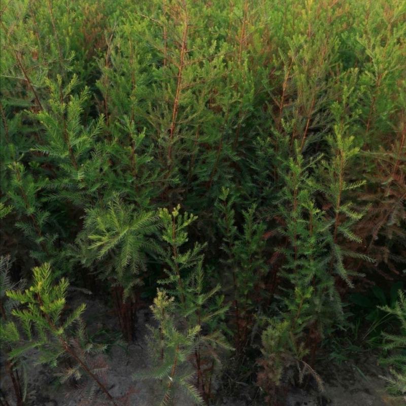 【水生植物池杉苗】耐水性强耐寒植物洼地积水地河边绿化