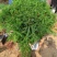 【水生植物池杉苗】耐水性强耐寒植物洼地积水地河边绿化