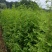 【水生植物池杉苗】耐水性强耐寒植物洼地积水地河边绿化