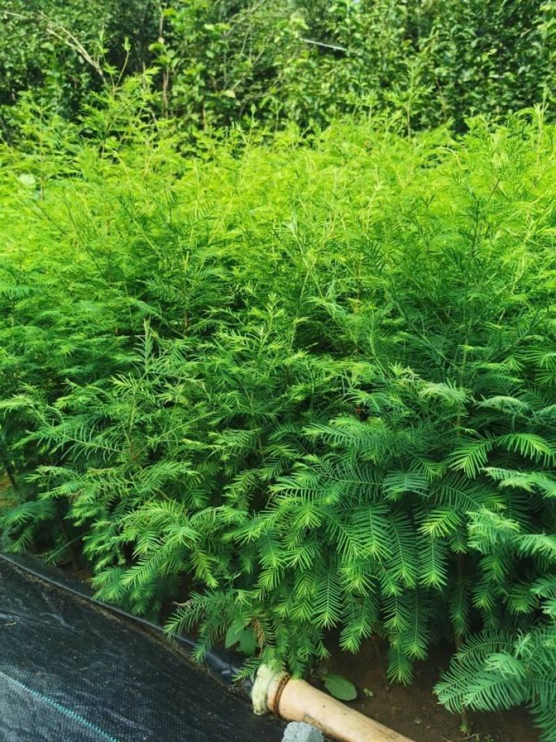 【水生植物池杉苗】耐水性强耐寒植物洼地积水地河边绿化