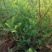 【水生植物池杉苗】耐水性强耐寒植物洼地积水地河边绿化
