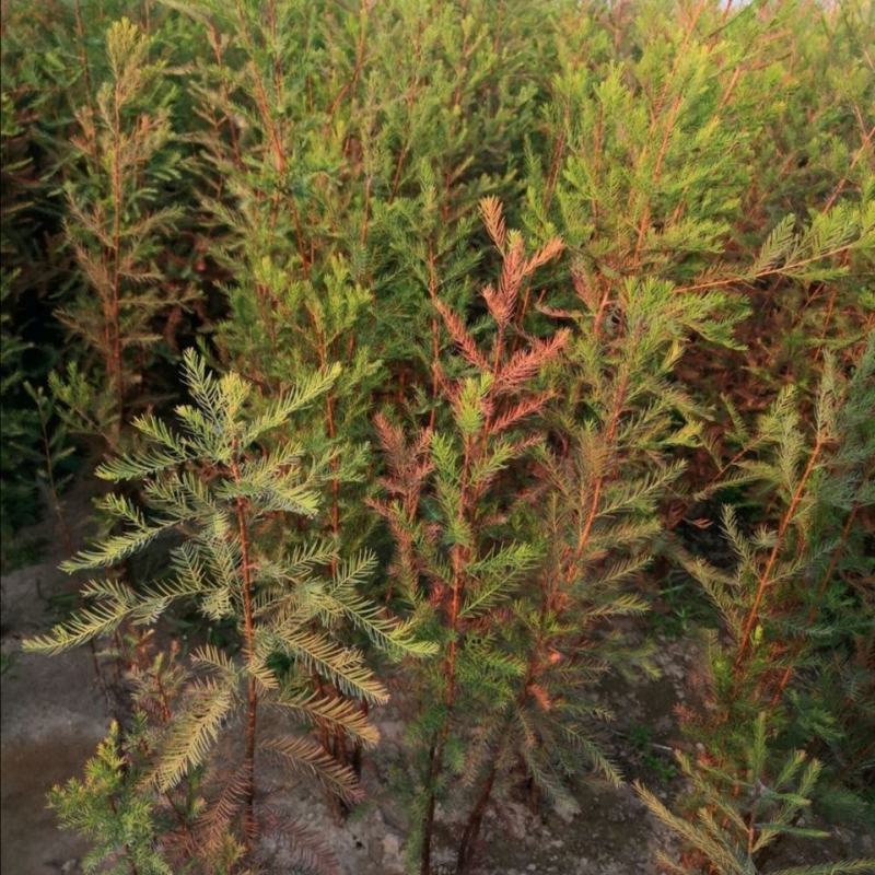 【水生植物池杉苗】耐水性强耐寒植物洼地积水地河边绿化