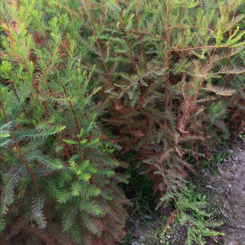 【水生植物池杉苗】耐水性强耐寒植物洼地积水地河边绿化