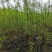 【水生植物池杉苗】耐水性强耐寒植物洼地积水地河边绿化