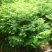 【水生植物池杉苗】耐水性强耐寒植物洼地积水地河边绿化