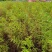 【水生植物池杉苗】耐水性强耐寒植物洼地积水地河边绿化
