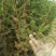 【水生植物池杉苗】耐水性强耐寒植物洼地积水地河边绿化