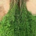 【水生植物池杉苗】耐水性强耐寒植物洼地积水地河边绿化