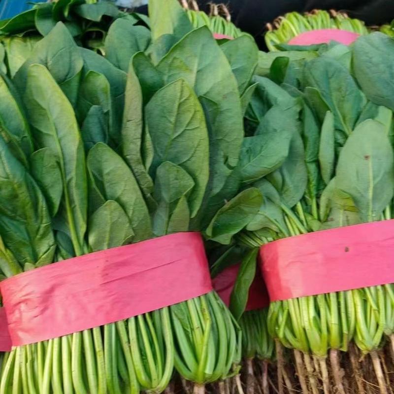 菠菜优质菠菜叶子相当有亮度市场商超供应代发全国