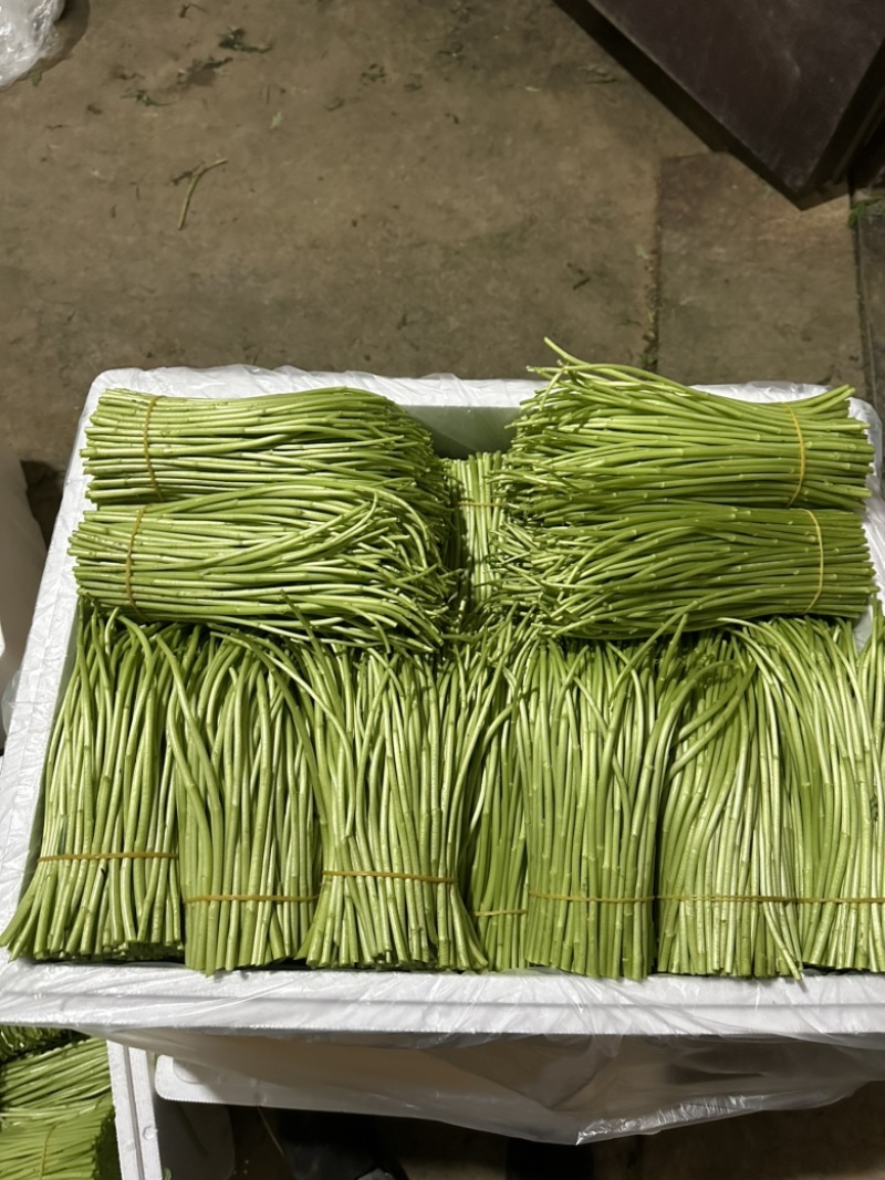 精品芦蒿欢迎来购！