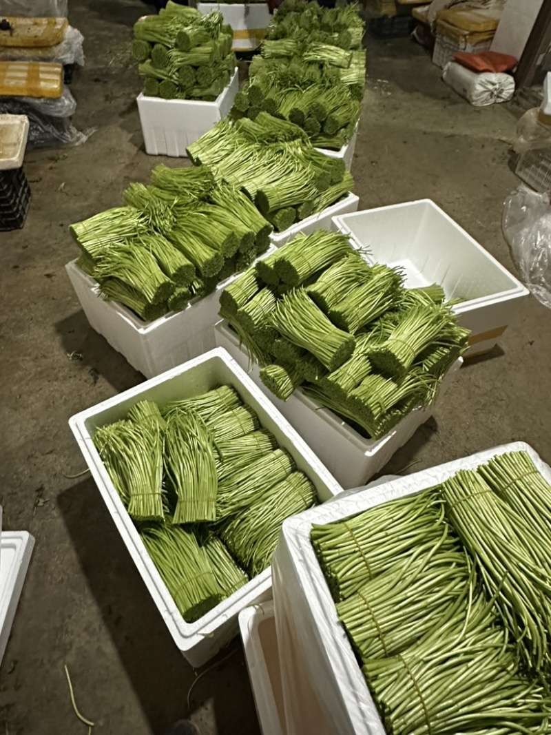 精品芦蒿欢迎来购！