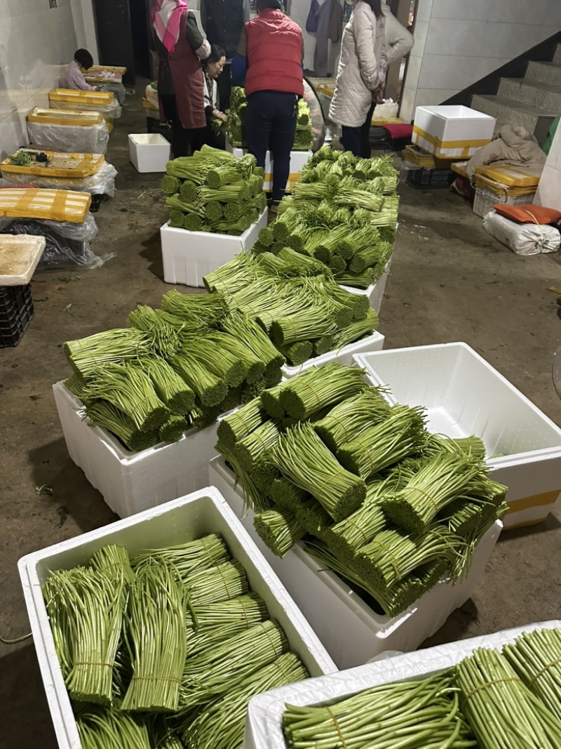 精品芦蒿欢迎来购！