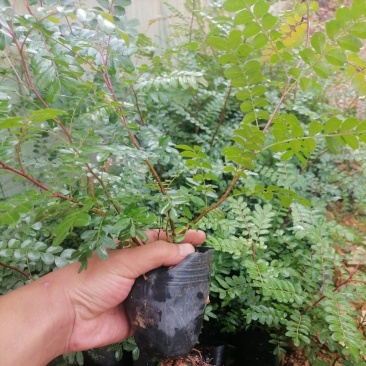 云南正宗红芽清香木树苗四季常青清香木盆栽清新阳台驱蚊耐寒