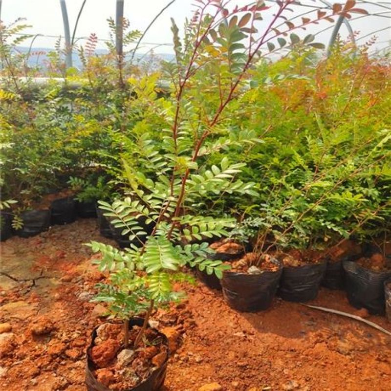 云南正宗红芽清香木树苗四季常青清香木盆栽清新阳台驱蚊耐寒