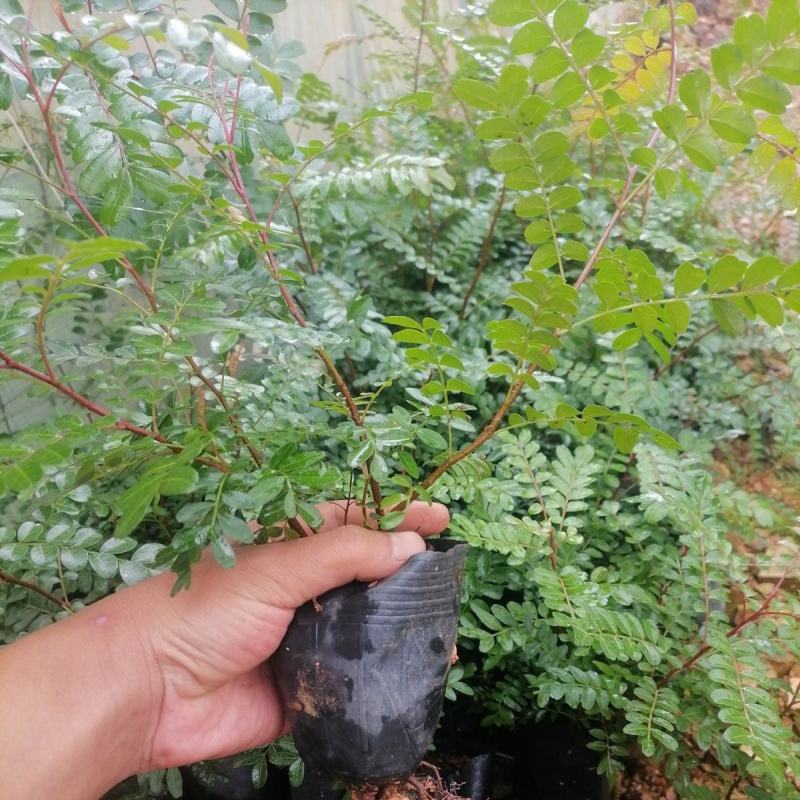 云南正宗红芽清香木树苗四季常青清香木盆栽清新阳台驱蚊耐寒