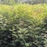 云南正宗红芽清香木树苗四季常青清香木盆栽清新阳台驱蚊耐寒