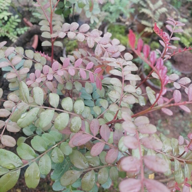 云南正宗红芽清香木树苗四季常青清香木盆栽清新阳台驱蚊耐寒