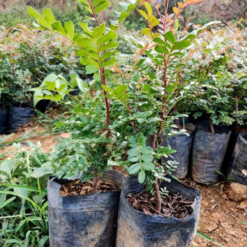 云南正宗红芽清香木树苗四季常青清香木盆栽清新阳台驱蚊耐寒