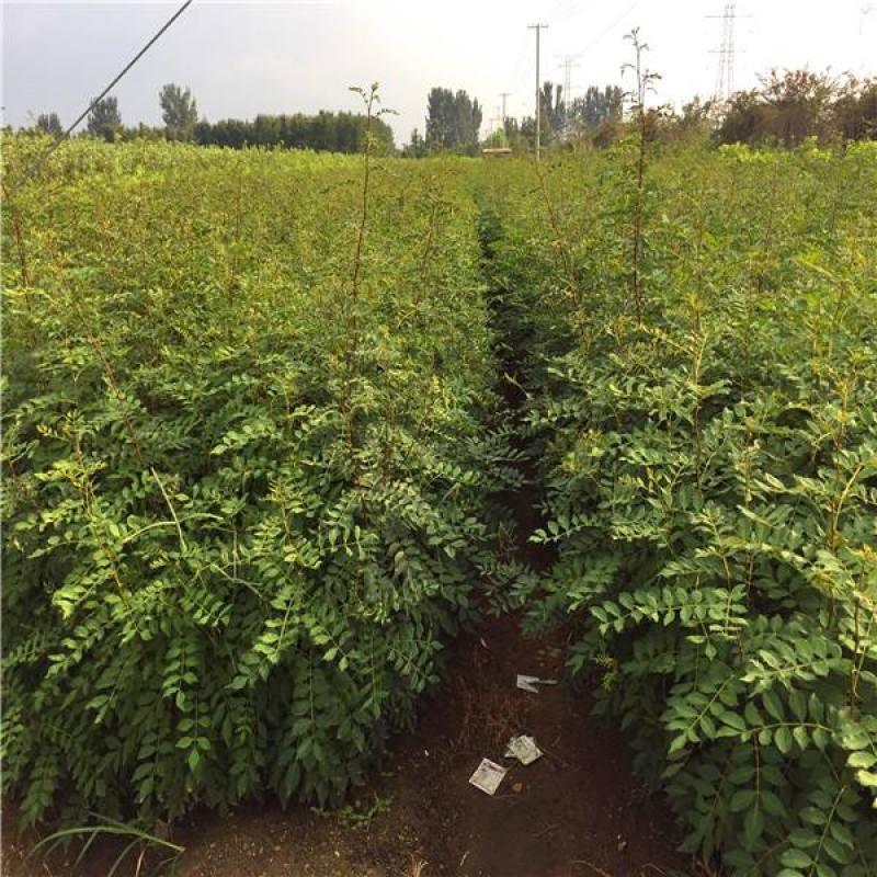 云南正宗红芽清香木树苗四季常青清香木盆栽清新阳台驱蚊耐寒