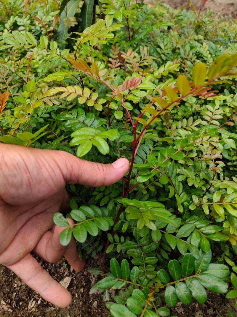云南正宗红芽清香木树苗四季常青清香木盆栽清新阳台驱蚊耐寒