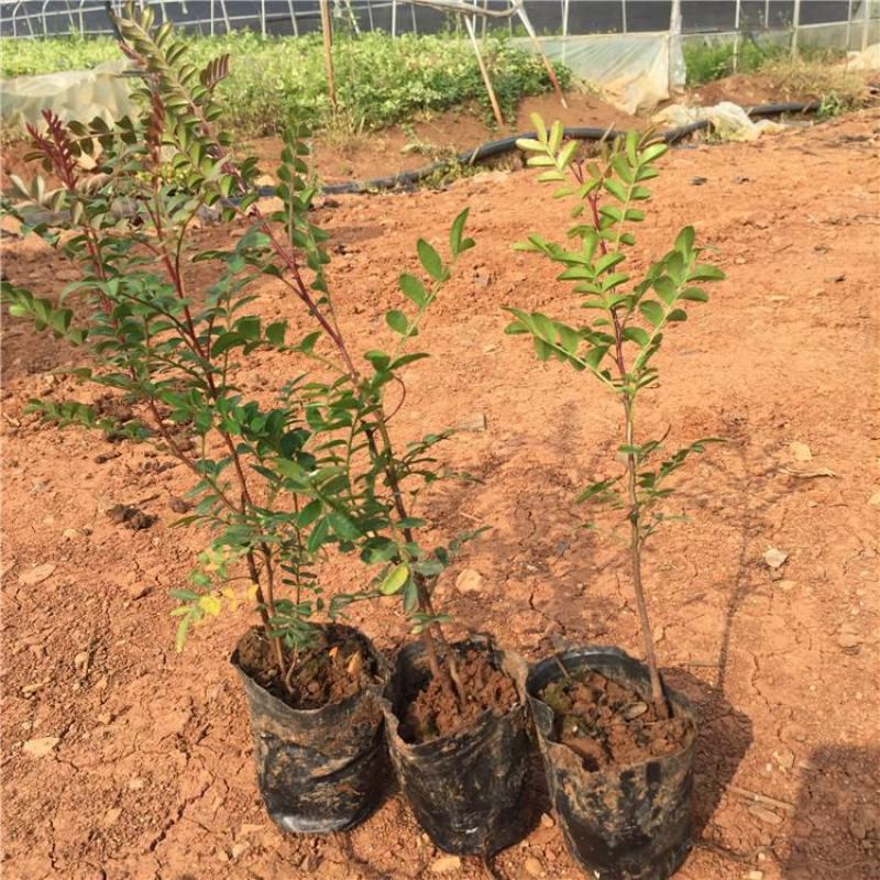 云南正宗红芽清香木树苗四季常青清香木盆栽清新阳台驱蚊耐寒